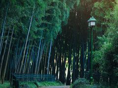 -杭州植物园