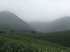 -帐篷客·溪龙茶谷度假酒店