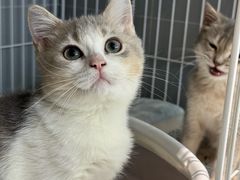 -翊宠yipet猫狗购宠庄园犬舍•猫舍