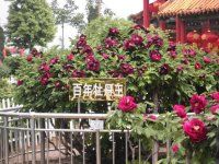 -曹州百花园