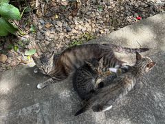 -普陀山风景名胜区-千步大沙