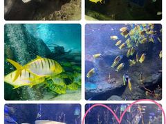 -太平洋海底世界