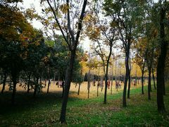 -咸阳湖景区-古渡公园