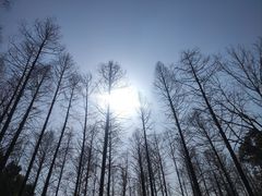 -上海滨江森林公园
