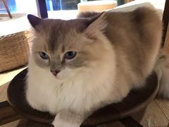 -瞄一喵猫咖(格力海岸店)