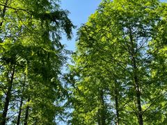 -黄海国家森林公园