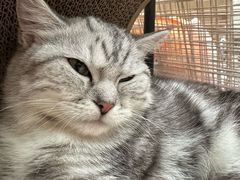 -猫咪派对(江南西店)
