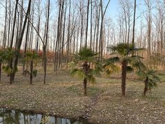 -合肥滨湖国家森林公园