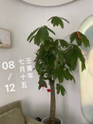 -联合丽格·张菡丽格医疗美容