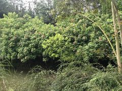 -白鹭湾湿地公园