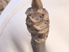 -火炉山森林公园