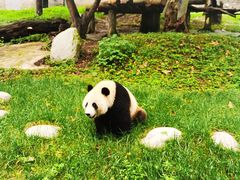 -都江堰中华大熊猫苑