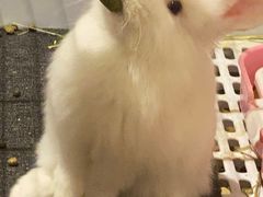 -猫猫幼稚园·撸猫·桌游·电玩