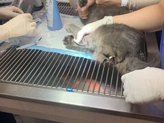 -凯特喵百思猫专科医院