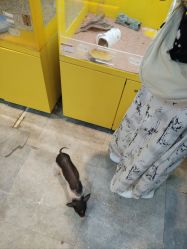 点击看大图 -神奇动物撸宠馆·羊驼·小浣熊·异宠(豫园店)