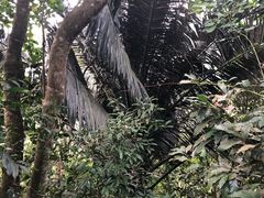 -呀诺达热带雨林