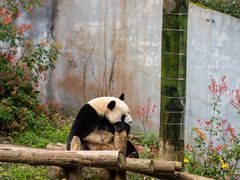 -红山森林动物园