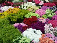 -双季花艺园艺市场(浦东店)