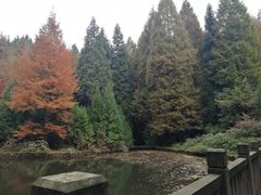 -山王坪喀斯特国家生态公园