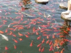 荷花大观园里边-鲜鱼居饭店