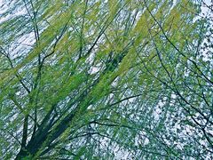-秀丽东方