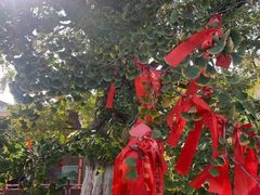 -千年银杏谷文化旅游区