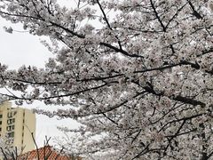 -高东镇樱花园