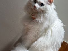 -有猫主题·治愈系猫咖(曾厝垵店)