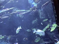 -暹罗海洋世界