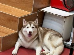 -和它·交个朋友·狗咖猫咖(爱琴海店)