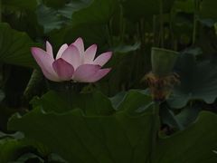 -莲花池公园