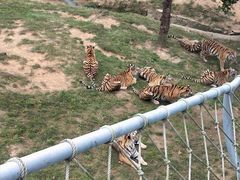 -西霞口神雕山野生动物世界
