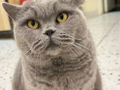 -柚子猫舍·精品猫舍购猫·猫咪认养·购宠·宠物店