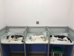 -灵美宠物诊所