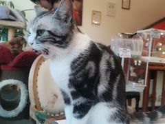 -猫小院猫主题餐厅(南锣旗舰店)
