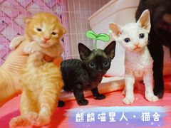 -十年猫舍·猫咪专门店(普陀店)