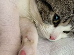 -爱侣·安琦尔宠物医院·中兽医针灸·心内科·狂犬免疫点(宝山区院)