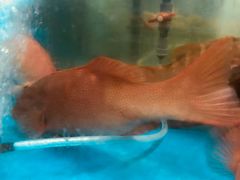 -海九澎湖海鲜餐厅