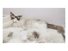 -喵的天空名猫咖啡馆·撸猫·猫舍·用品