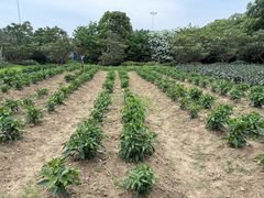 -苏州太湖西山岛开心农场