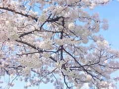 -陆家嘴中心绿地