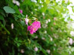 -白鹭湾湿地公园