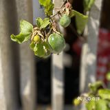 福建最美海岛之一|漳州东山岛吃住行玩全攻略