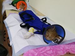 -乖乖宠物医院·猫科·急重症中心(车站北路分院)