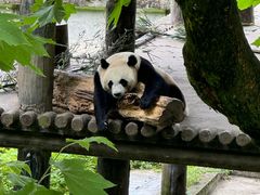 -中国大熊猫保护研究中心雅安碧峰峡基地