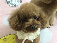 -宠颐生宠物医院·骨外科·犬猫全科诊疗中心(池州店)