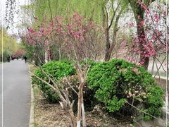 -桃花堤公园