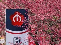 -梅花山(明孝陵内)