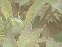 -洛阳市隋唐城遗址植物园