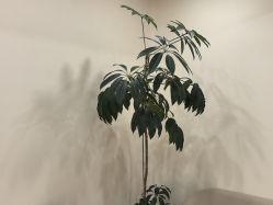 -HEYAN荷妍专业脱毛连锁机构